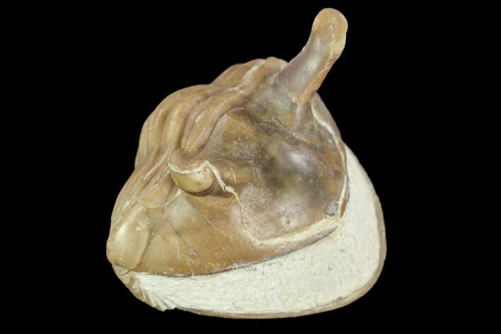 Wide, Enrolled Asaphus Intermedius Trilobite - Russia #126157